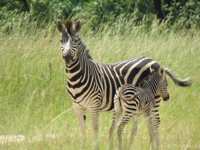 zebra mum and babe mukuvisi woodlands